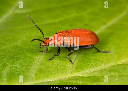 Scarabeo cardinale (Pyrochroa serraticornis) Catbrook, Monmouthshire, Galles, Regno Unito. Maggio. Foto Stock