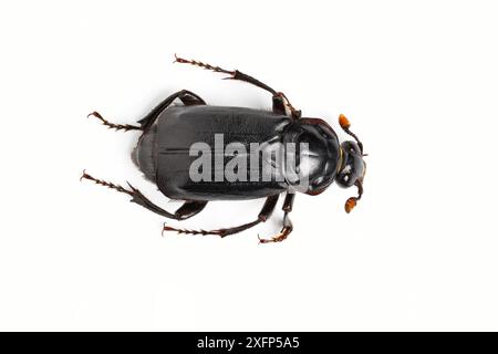 Scarabeo nero (Nicrophorus humator) su sfondo bianco Catbrook, Monmouthshire, Galles, Regno Unito, maggio. Foto Stock