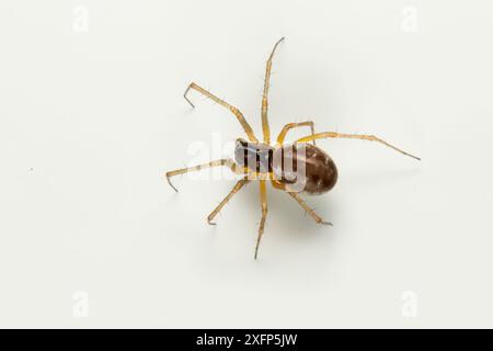 Sheetweb spider (Linyphia hortensis) su sfondo bianco Monmouthshire, Galles, Regno Unito, aprile. Foto Stock