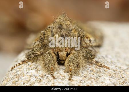 Grande falena prominente (Peridea anceps) Monmouthshire, Galles, aprile Regno Unito. Immagine messa a fuoco impilata. Foto Stock