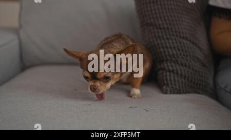 Un cane chihuahua con la lingua fuori si siede su un divano grigio di casa, mostrando un ambiente interno accogliente. Foto Stock