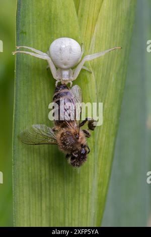 Goldenrod crabspider (Misumena vatia) con preda di Honeybee, Brasschaat, Belgio, maggio. Foto Stock