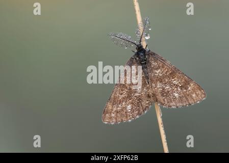 Falena comune (Ematurga atomaria) maschile, Klein Schietveld, Brasschaat, Belgio, giugno. Foto Stock