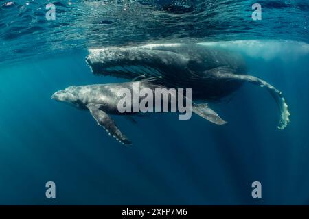 Megattere (Megaptera novaeangliae) madre con giovane vitello nelle acque tropicali riparate costiere Vava'u, Tonga. Foto Stock