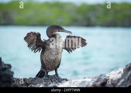 Cormorano senza volo (Phalacrocorax harrisi), apertura alare, Elizabeth Bay, Isabela Island, Galapagos Foto Stock