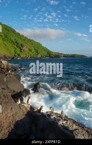 Pinguino delle Galapagos (Spheniscus mendiculus) Caleta Iguana, Isola Isabela, Galapagos Foto Stock