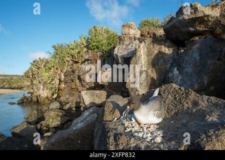 Gabbiano a coda di rondine (Creagrus furcatus) sul nido costiero, isola Genovesa, Galapagos Foto Stock