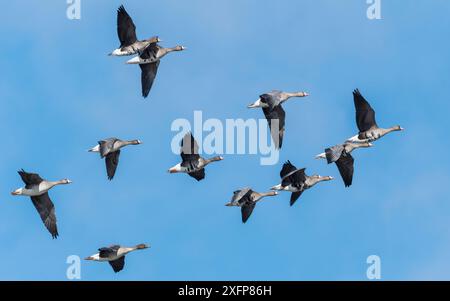 Bean Goose (Anser fabalis), sul fondo con una maggiore oca bianca (Anser albifrons), sulla strada per la Siberia, Finlandia, aprile. Foto Stock