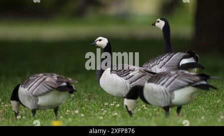 Barnacle Goose (Branta leucopsis), alimentazione di gruppo, Mar Baltico, Finlandia, giugno. Foto Stock