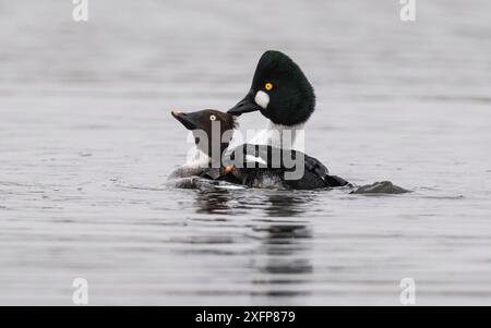 GoldenEye (Bucephala clangula) coppia accoppiamento, Finlandia, aprile. Foto Stock