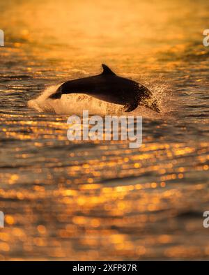 Delfino tursiopo (Tursiops truncatus) che sventola all'alba nella luce dorata, Chanonry Point, Scozia Foto Stock
