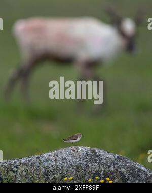 Tappa di Temminck (Calidris temminckii) su roccia con renne (Rangifer tarandus) in background, Finlandia, luglio. Foto Stock