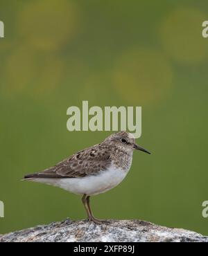 Temminck's stint (Calidris temminckii), Finlandia, luglio. Foto Stock