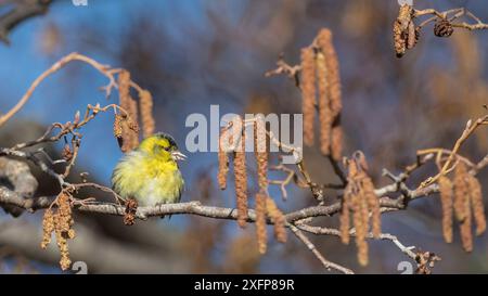 Sipelle eurasiatica (Carduelis spinus), maschio su ramo con i gatti, Finlandia, aprile. Foto Stock
