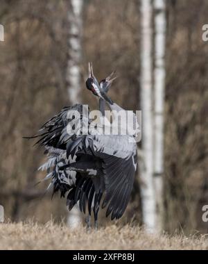 Gru comune (Grus grus), esposizione e chiamata maschile e femminile, Finlandia, aprile. Foto Stock