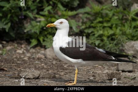 Gabbiano con dorso nero minore (Larus fuscus), adulto, Finlandia, agosto. Foto Stock