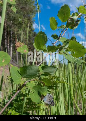 Large Blue (Maculinea arion), femmina in habitat, Finlandia, luglio. Foto Stock