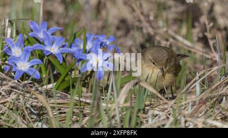 Chiffchaff comune (Phylloscopus collybita), adulto con fiori selvatici, Finlandia, aprile. Foto Stock