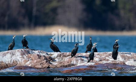 Grande gruppo di cormorani (Phalacrocorax carbo) a riva, Finlandia, aprile. Foto Stock