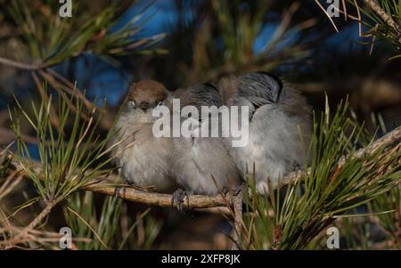 Blackcap (Sylvia atricapilla) femmina e due maschi si accoccolano per riscaldarsi mentre dorme, Finlandia, maggio. Foto Stock