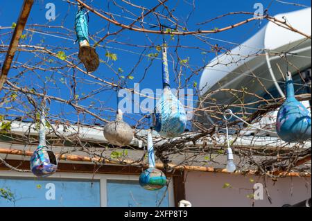 Zucche secche turche come decorazione domestica Foto Stock