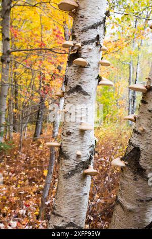 Tronco di betulla di carta (Betula papyrifera) ricoperto da funghi a staffa poligolare di betulla (Piptoporus betulinus) ottobre. Green Mountain National Forest, Vermont, Stati Uniti Foto Stock