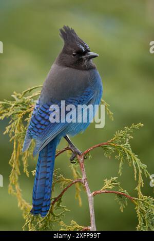 jay di Steller (Cyanocitta stelleri) arroccato su un cedro giallo (Cupressus nootkatensis), in cima a Cypress Mountain a West Vancouver, Columbia Britannica, Canada. 12/2014 Foto Stock