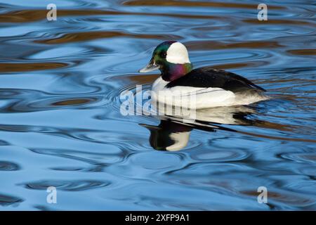 Anatra Bufflehead (Bucephala albeola) che nuota lungo Lost Lagoon, Stanley Park, Vancouver, British Columbia, Canada. Febbraio. Foto Stock