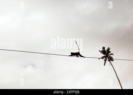 Zanzibar sykes scimmia (Cercopithecus mitis albogularis) che usa un filo elettrico per attraversare una strada. Parco nazionale della baia di Jozani-Chwaka, Zanzibar, Tanzania. Maggio. Foto Stock