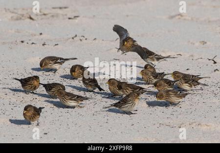 Twites (Linaria flavirostris) che si nutrono sulla spiaggia. Druridge Bay, Northumberland, Inghilterra, Regno Unito, febbraio Foto Stock