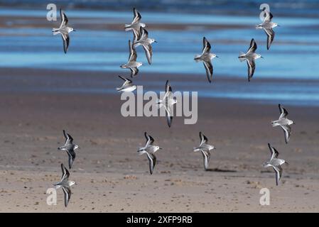 Sanderling (Calidris alba) si radunano in volo per sfamarsi sulla spiaggia. Druridge Bay, Northumberland, Inghilterra, Regno Unito, febbraio Foto Stock