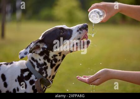 Il cane beve l'acqua da una bottiglia di plastica. Il proprietario di animali domestici si prende cura della sua dalmata in una calda giornata di sole, concetto di cura degli animali Foto Stock