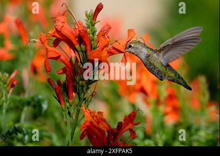 Colibrì dalla gola rubina (Archilochus colubris) femmina in volo alimentazione, California, USA, maggio. Foto Stock