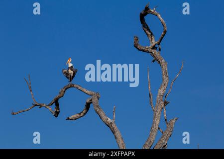 La cicogna dipinta (Mycteria leucocephala) Parco Nazionale di Yala, Provincia del Sud, Sri Lanka . Foto Stock