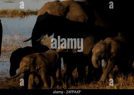 Elefante africano (Loxodonta africana) fiume Chobe, distretto nord-occidentale, Botswana. Foto Stock