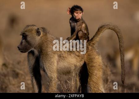 Chacma Baboon (Palio ursinus), bambino che cavalca sulle madri, Chobe River, North-West District, Botswana. Foto Stock