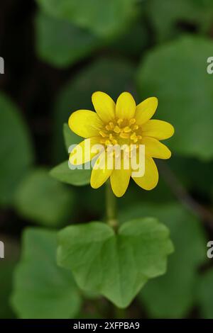 Celandina minore (Ficaria verna), fiore giallo, pianta medicinale, primo piano, Renania settentrionale-Vestfalia, Germania Foto Stock