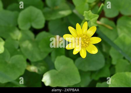 Celandina minore (Ficaria verna), fiore giallo, pianta medicinale, primo piano, Renania settentrionale-Vestfalia, Germania Foto Stock