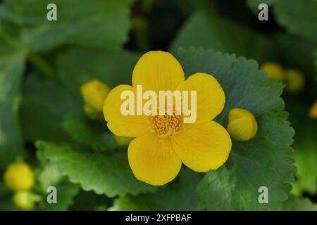 Calendula di palude (Caltha palustris), fiore giallo, primo piano, Wilnsdorf, Renania settentrionale-Vestfalia, Germania Foto Stock