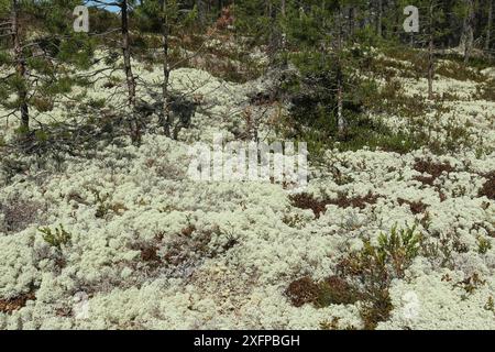 Lichene di renna (Cladonia rangiferina) nella pineta, Lapponia, Svezia, Scandinavia Foto Stock