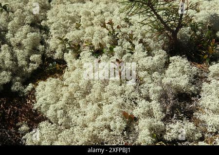 Lichene di renna (Cladonia rangiferina) Lapponia, Svezia, Scandinavia Foto Stock