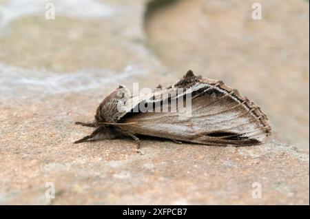 Falena prominente (Pheosia gnoma) Wiltshire, Inghilterra, Regno Unito. Giugno. Foto Stock