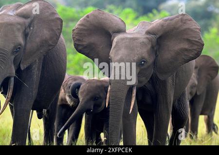 Elefanti forestali africani (Loxodonta cyclotis) in una radura nel Parco Nazionale di Loango, Parc National de Loango, Ogooue-Maritime Province, Gabon Foto Stock