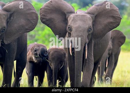 Elefanti forestali africani (Loxodonta cyclotis) in una radura nel Parco Nazionale di Loango, Parc National de Loango, Ogooue-Maritime Province, Gabon Foto Stock