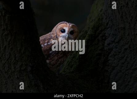 Ritratto del gufo di Tawny (Strix aluco), che sbircia tra i rami, prigioniero Foto Stock