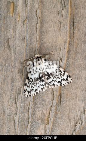 Arcate nere falena (Lymantria monacha) Wiltshire, Inghilterra, Regno Unito, luglio. Foto Stock