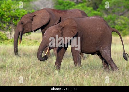 Elefanti forestali africani (Loxodonta cyclotis) in una radura nel Parco Nazionale di Loango, Parc National de Loango, Ogooue-Maritime Province, Gabon Foto Stock