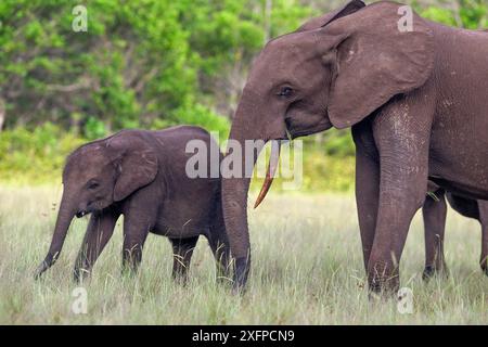 Elefanti forestali africani (Loxodonta cyclotis) in una radura nel Parco Nazionale di Loango, Parc National de Loango, Ogooue-Maritime Province, Gabon Foto Stock