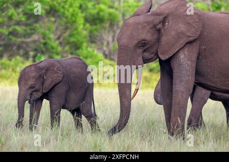 Elefanti forestali africani (Loxodonta cyclotis) in una radura nel Parco Nazionale di Loango, Parc National de Loango, Ogooue-Maritime Province, Gabon Foto Stock