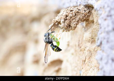 Spiny Mason Wasp (Odynerus spinipes), con larva di weevil (Curculionidae) come preda al nido, Wuppertal, Germania Foto Stock